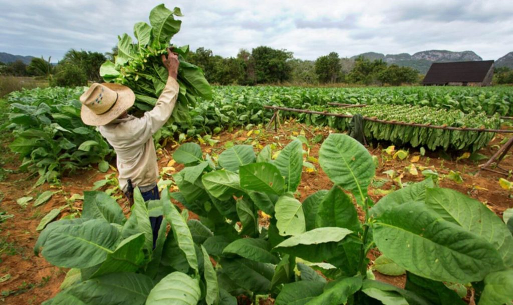 Indonesian tobacco field at the peak of harvest season