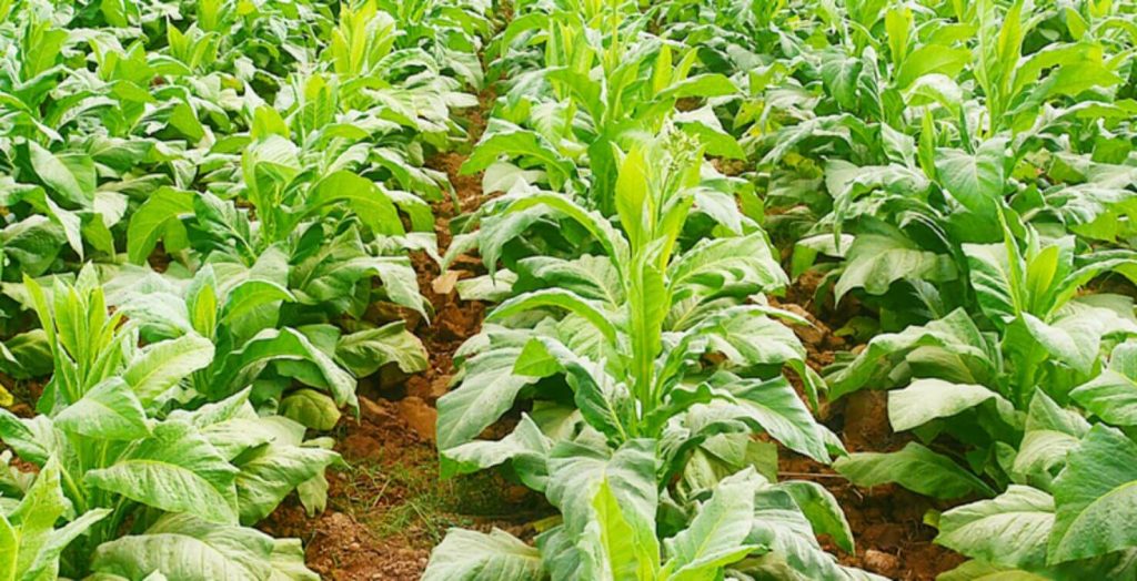 Tobacco farm with rows of growing plants.