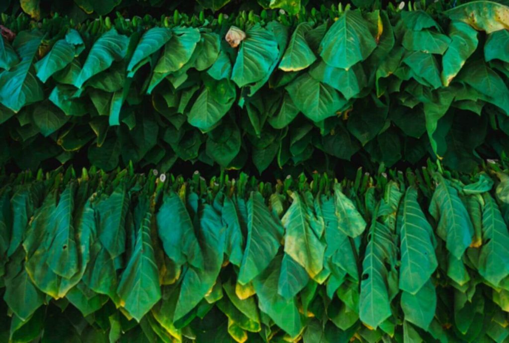A pristine field of growing Havana Tobacco