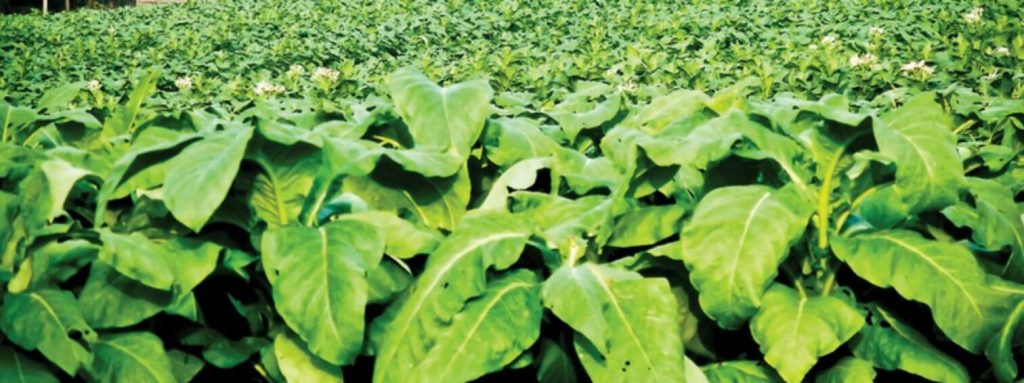 Close-up of tobacco leaves in a Virginia field